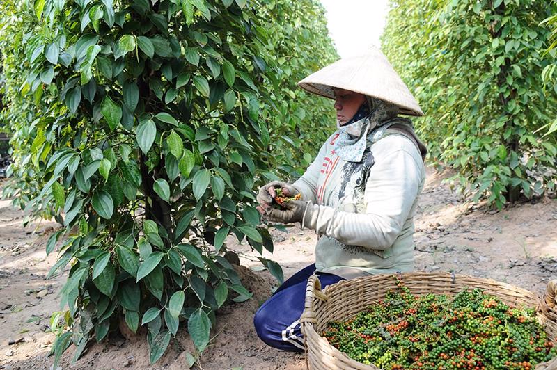 Tìm hiểu về thị trường xuất khẩu gia vị từ Việt Nam
